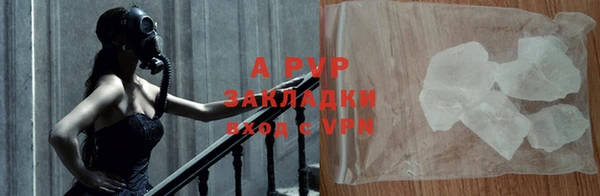 прущие грибы Богданович